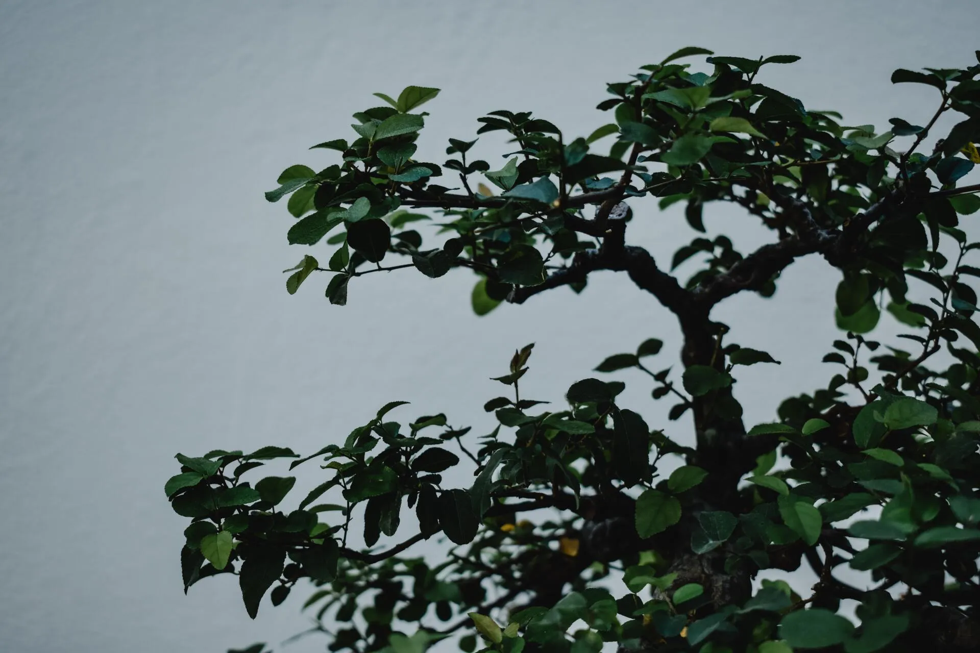 Trimming trees to keep them healthy