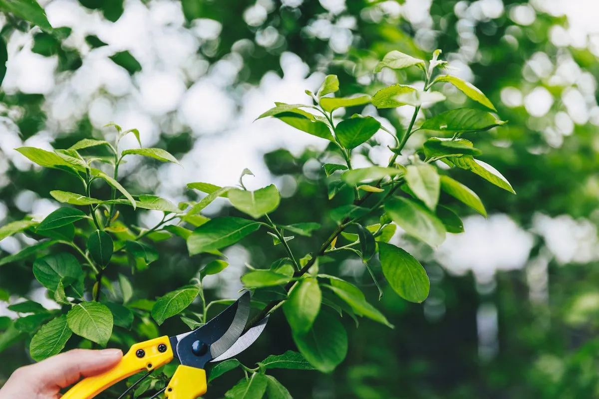 Trimming trees to keep them healthy