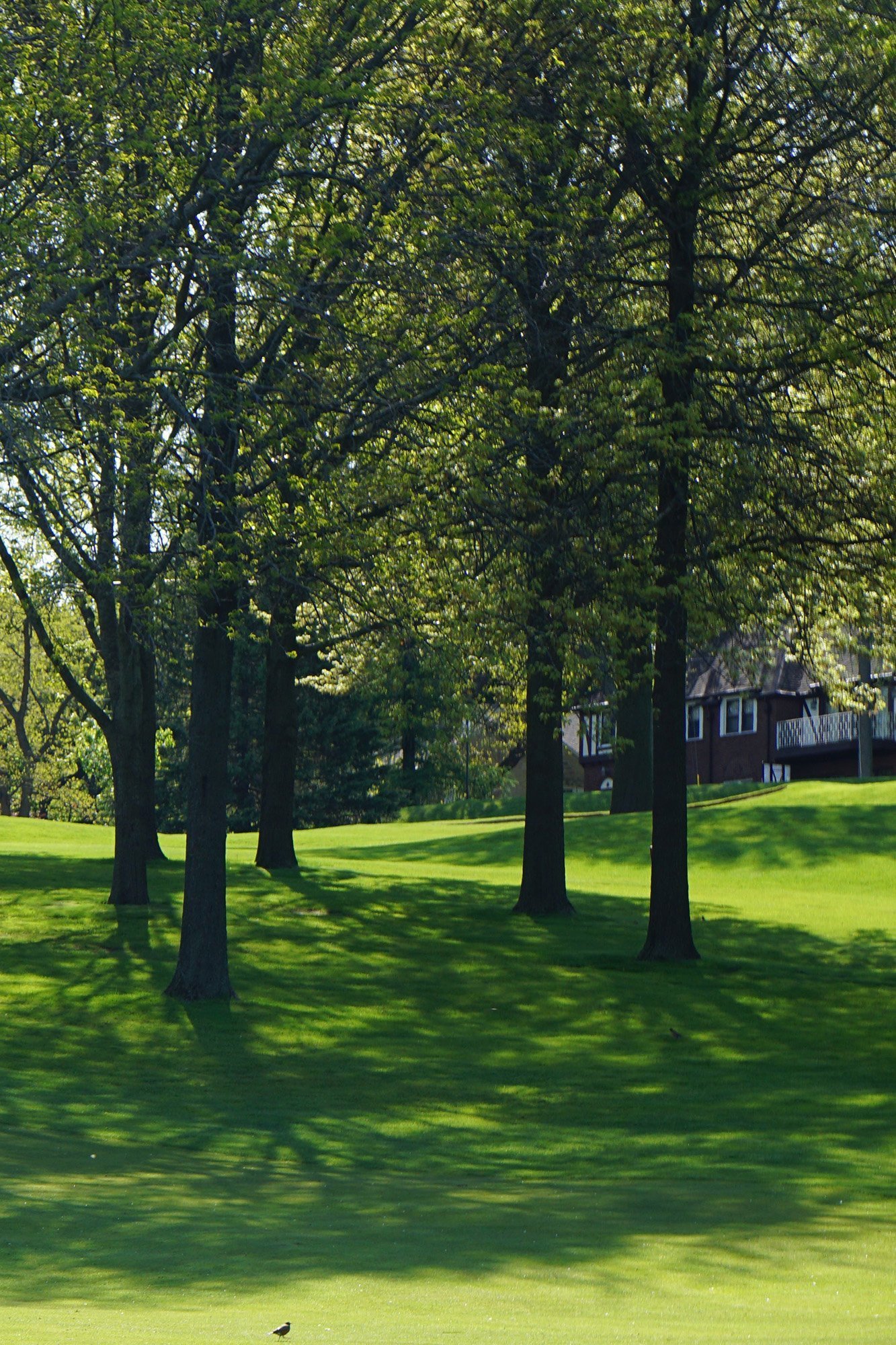 Tall trees growing next to a Missouri home