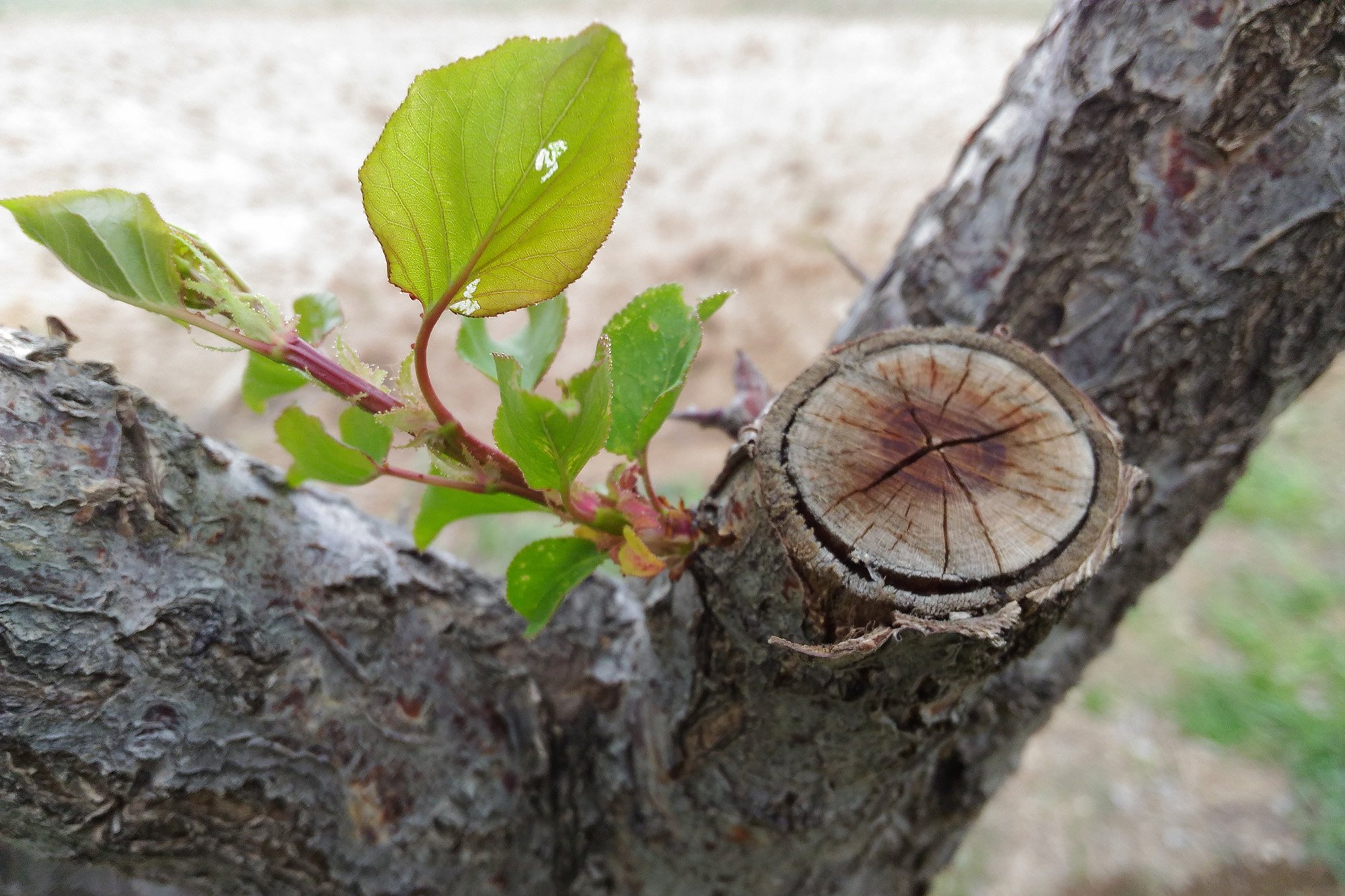 Trimmed down tree