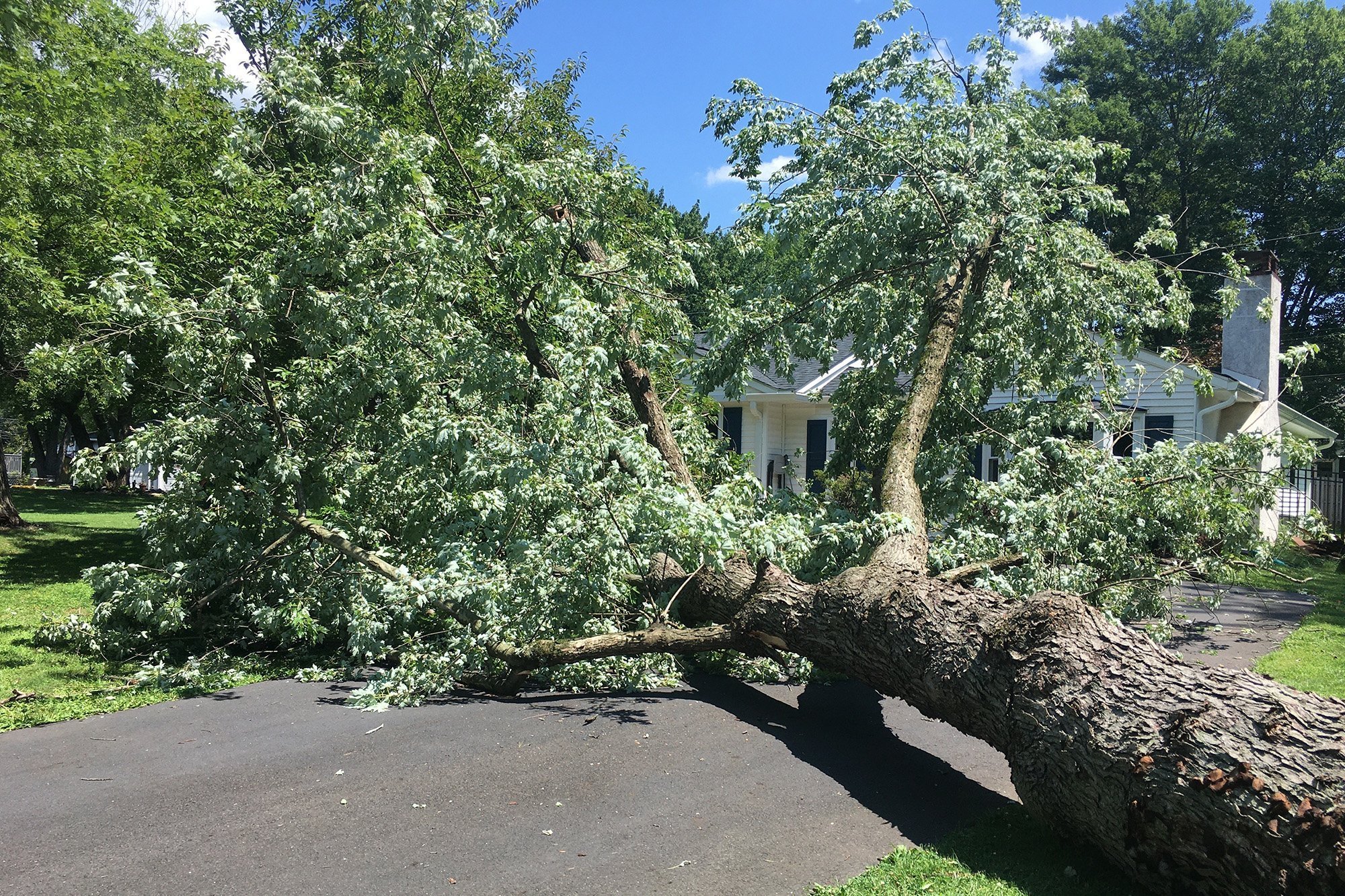 Fallen tree after a recent storm
