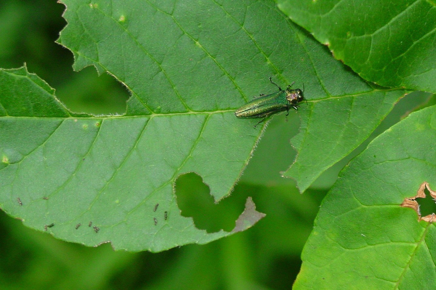 Emerald Ash Borer