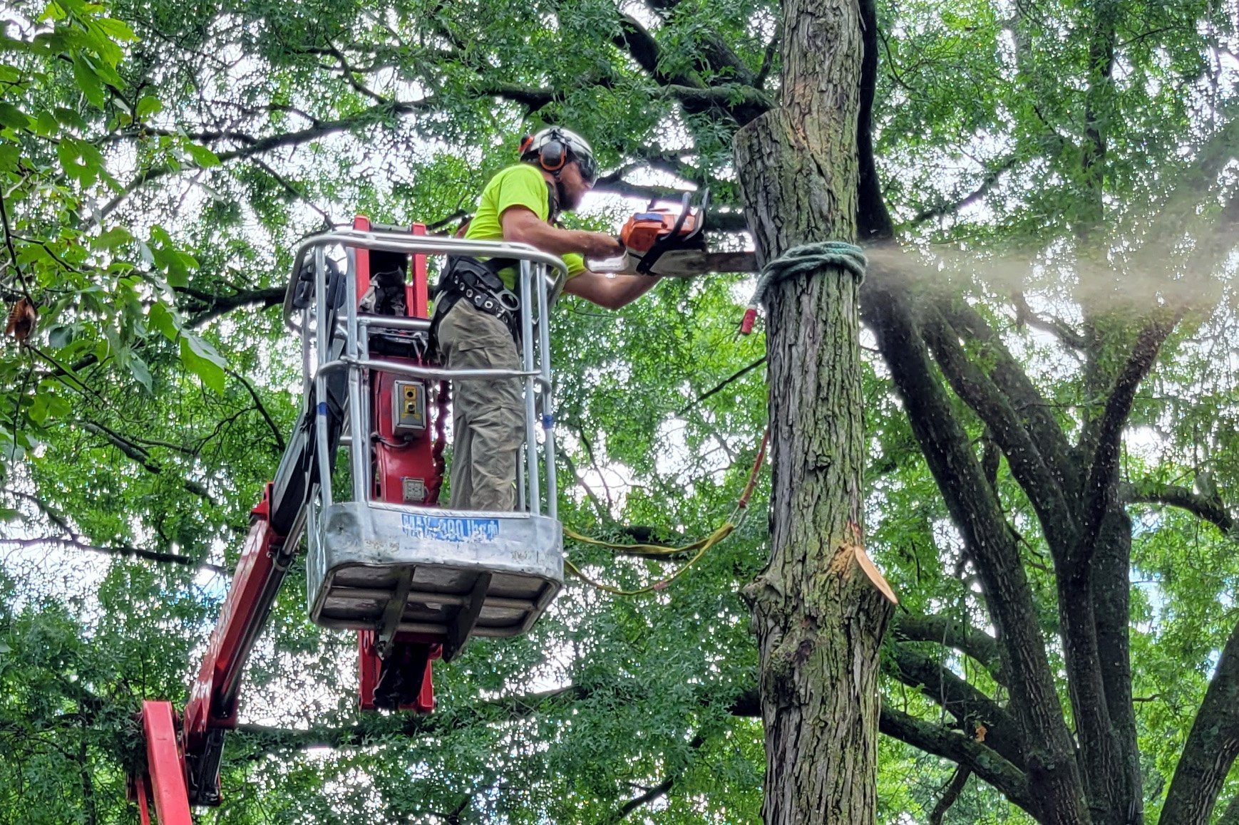 Our team working to remove a tree