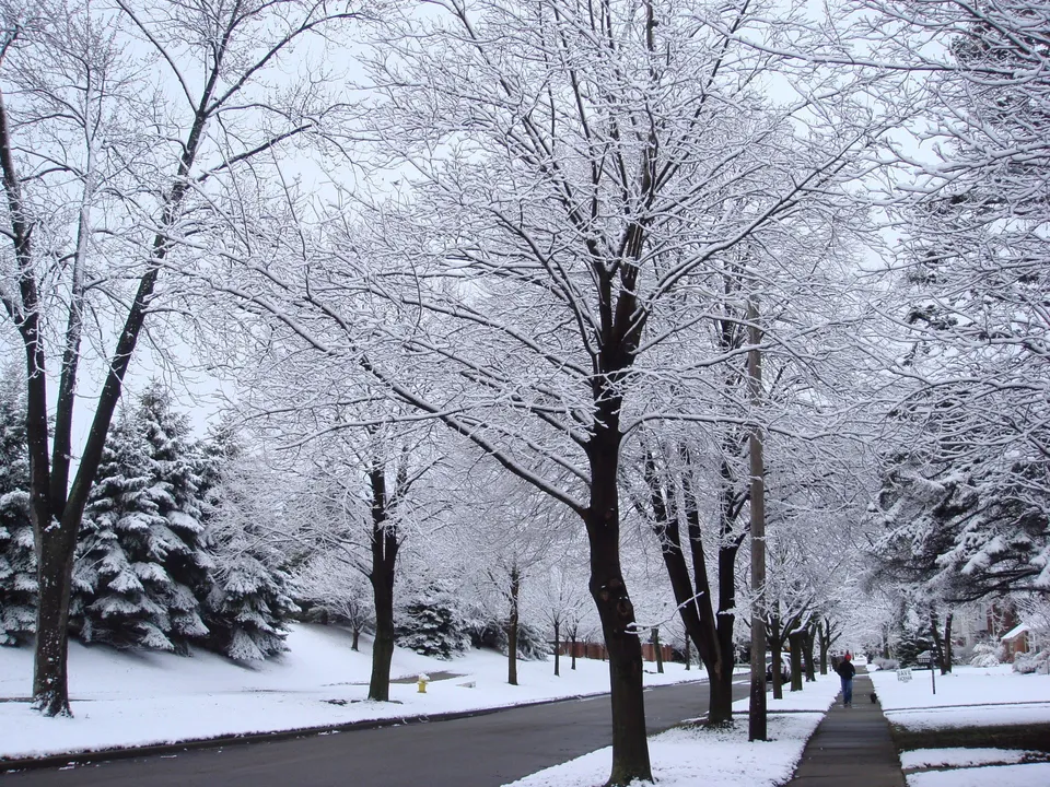 Trees covered in snow and frost