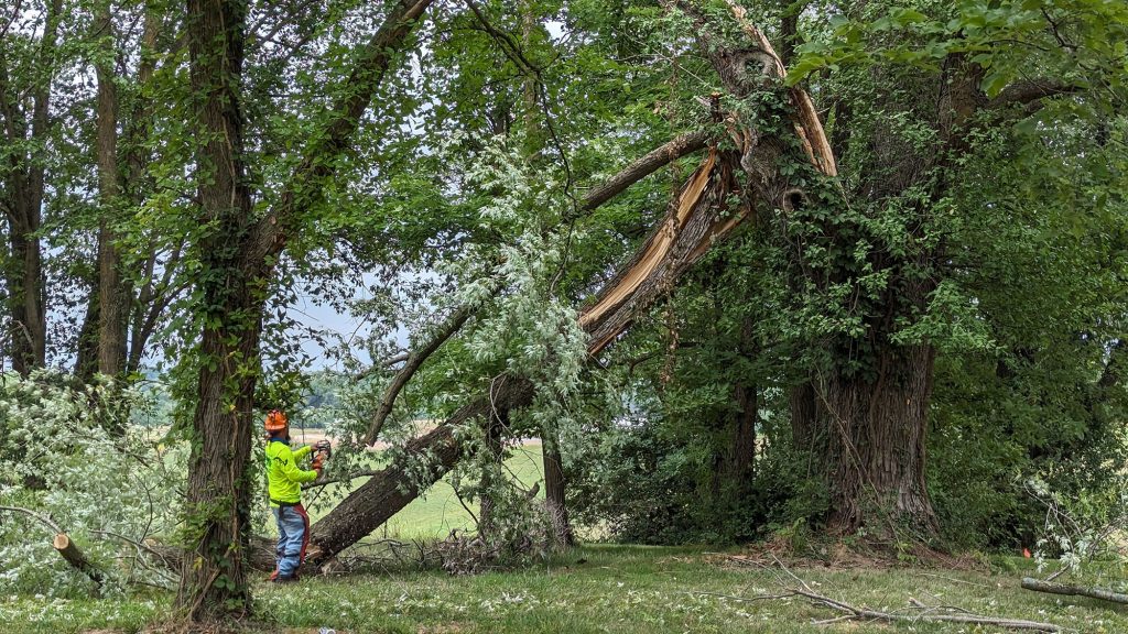 a man cutting a tree with chainsaw