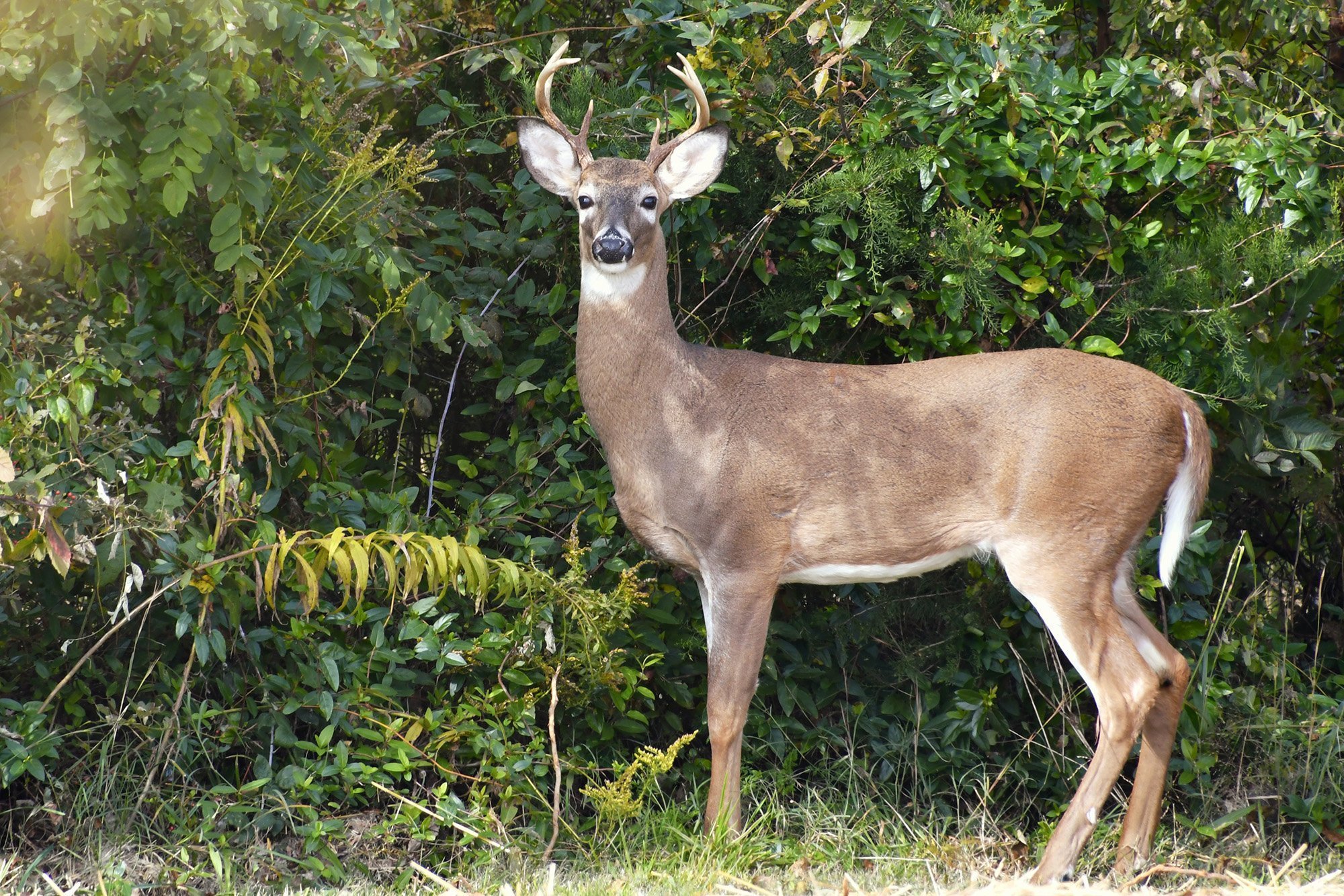 White-tailed male deer with small antlers