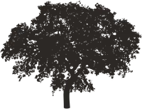 Illustration of Missouri tree