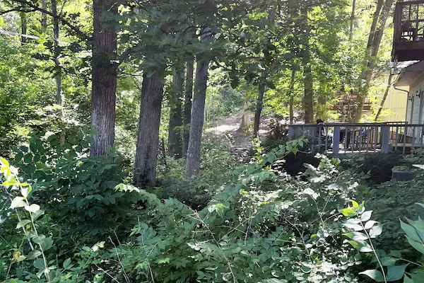 Overgrown trees around a home
