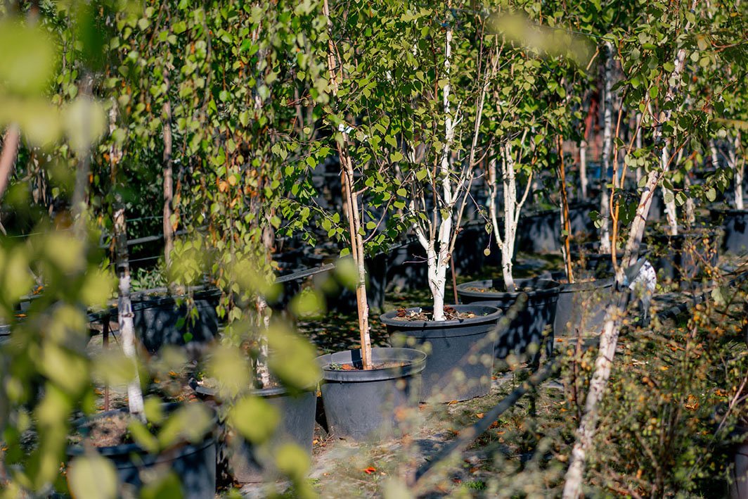 Young trees at a nursery ready to be planted
