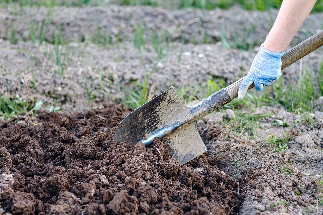 Person preparing to plant a new tree