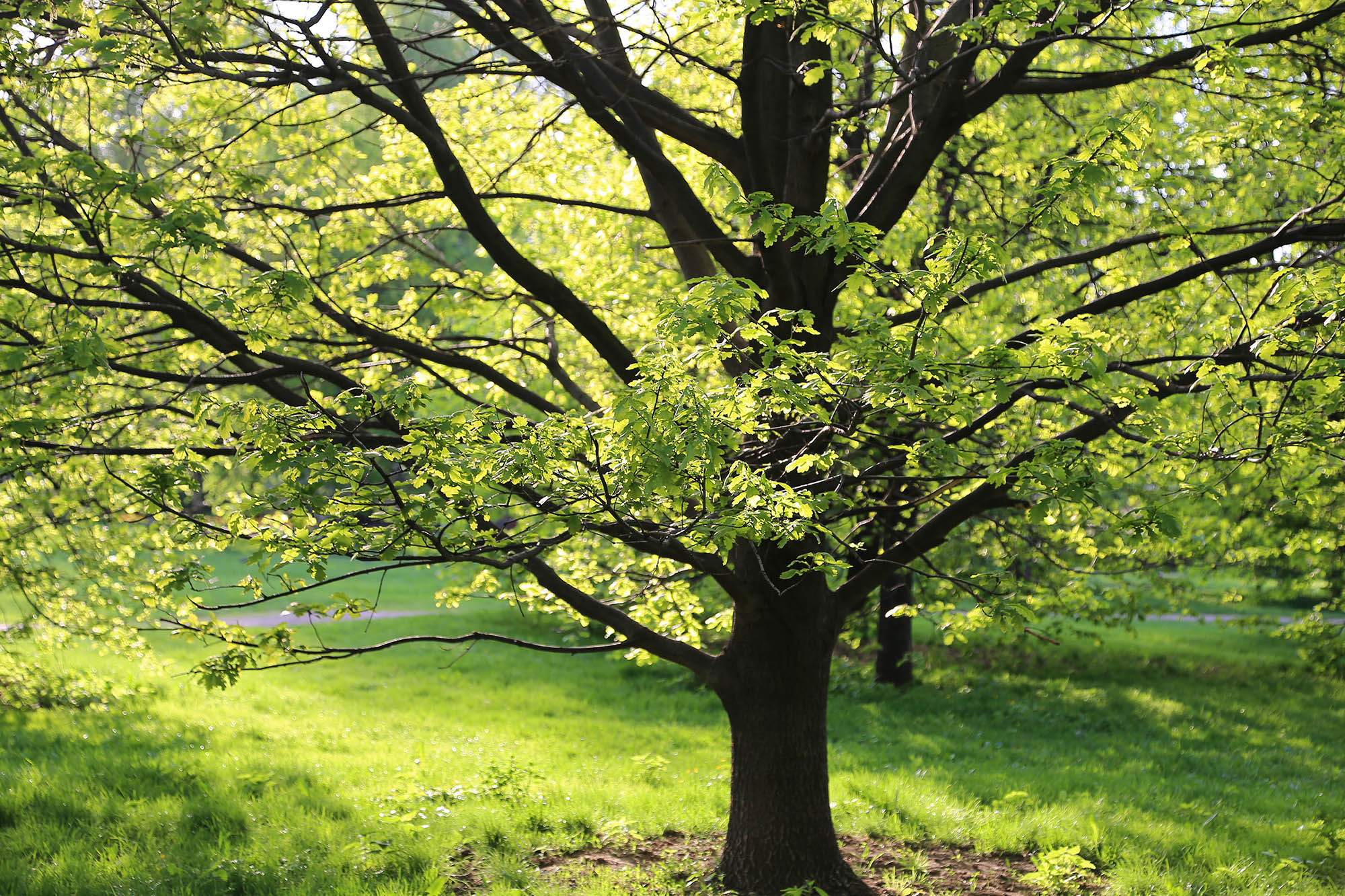 Beautiful green oak tree lit by the sun in the park
