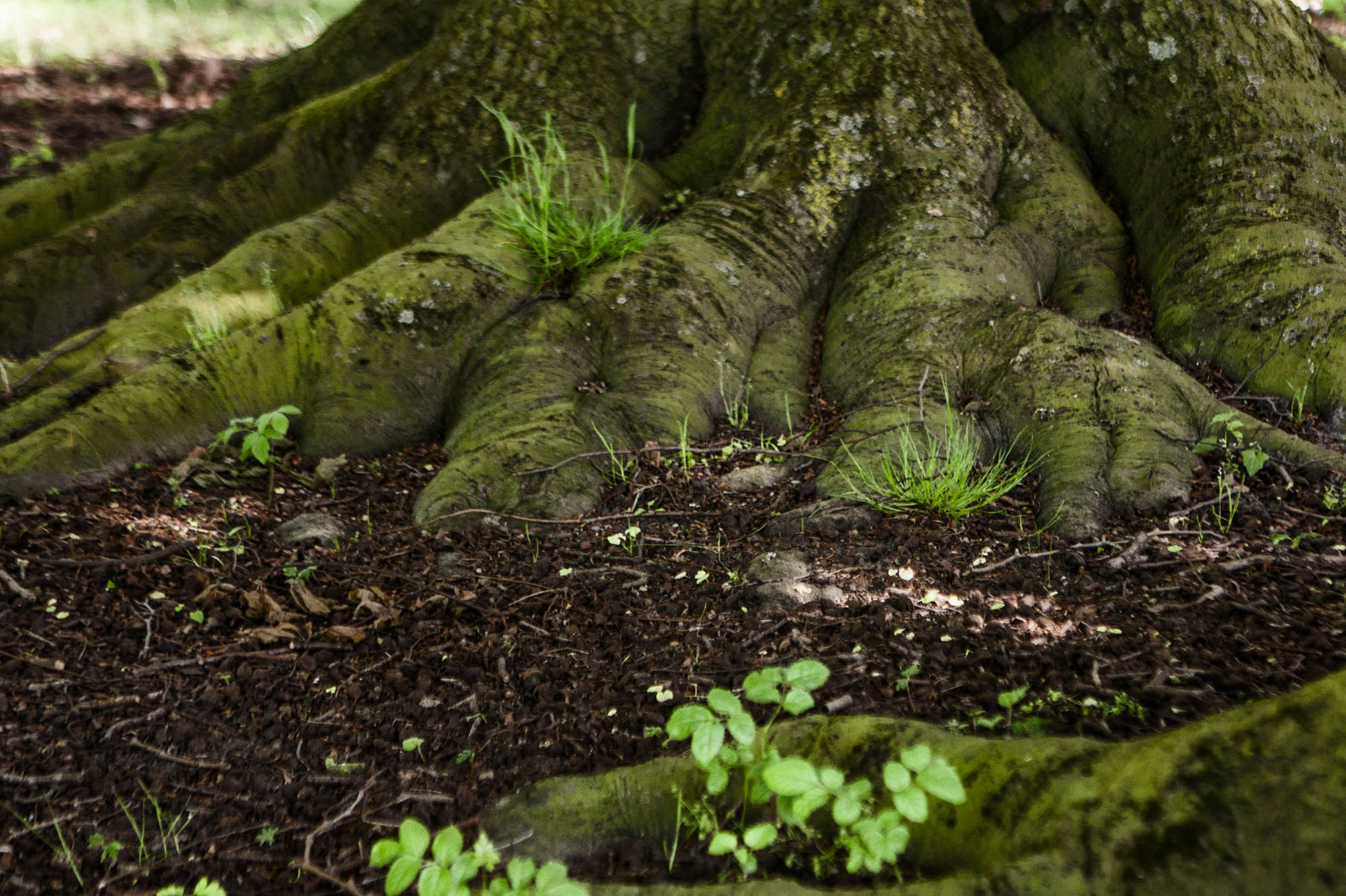 Thick roots around the base of a tree