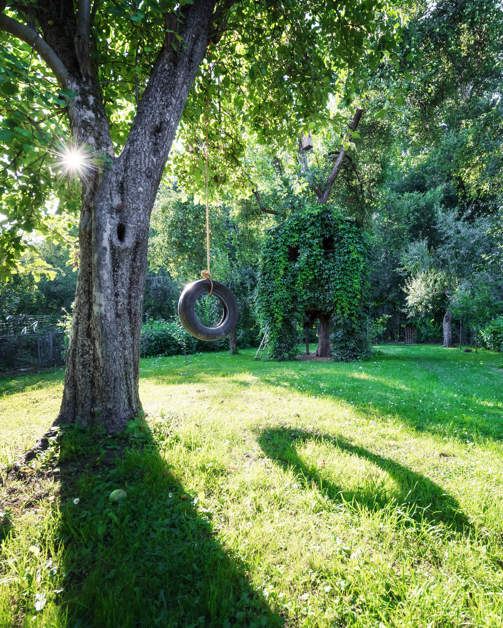 Tire swing hanging from old tree
