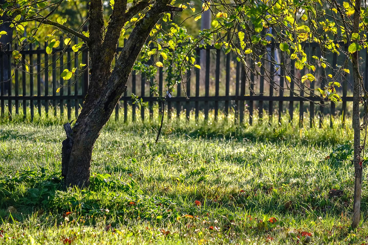 Base of tree next to old fence