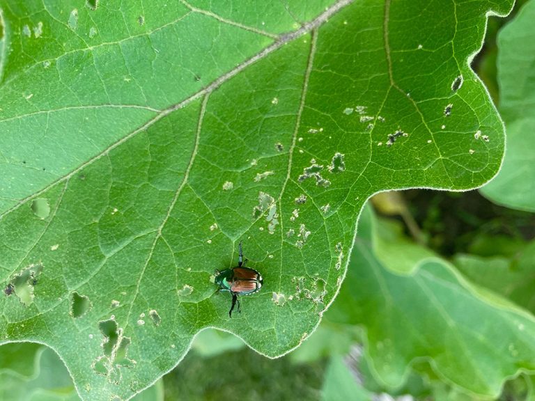 Japanese Beetle eating through leaf