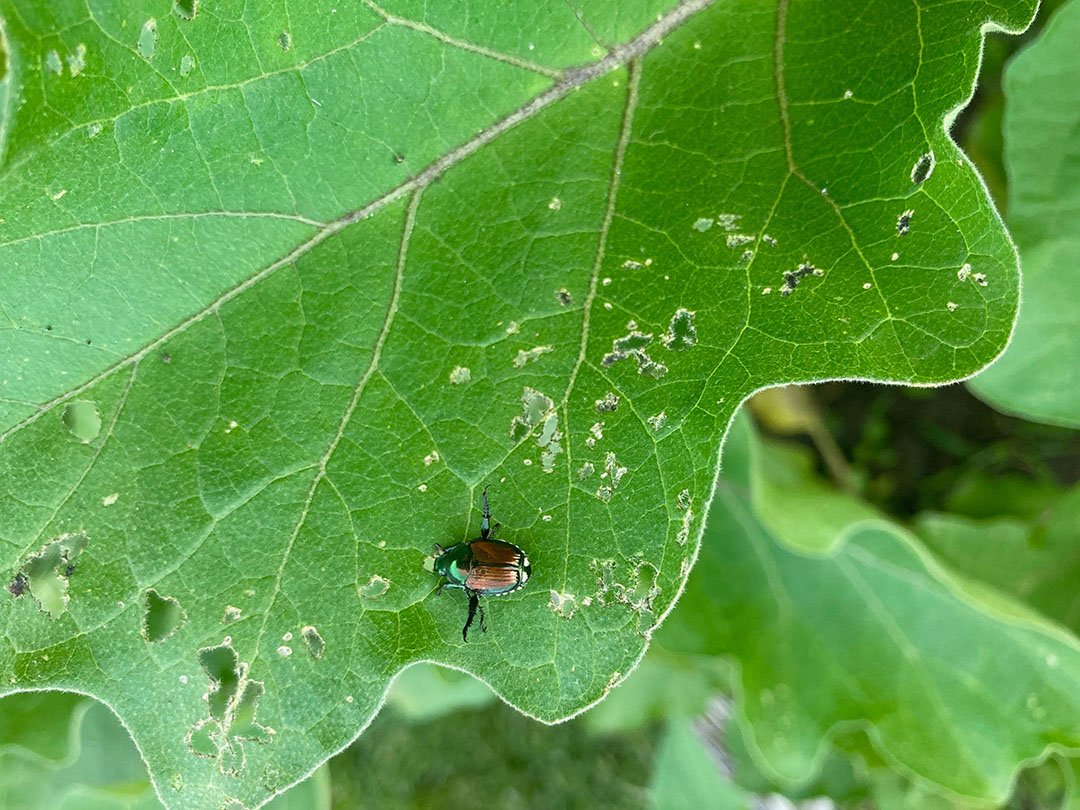 Japanese Beetle eating through leaf